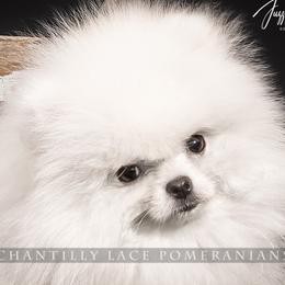 Pip - Pomeranian