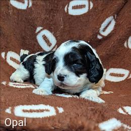 Opal - Black and white female Cockapoo puppy in Sunset, Louisiana from Cano Cockapoos