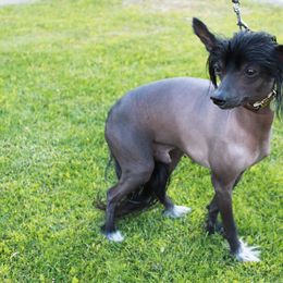 Chinese Crested All Grown Up from SoCal Chinese Crested