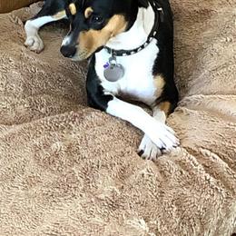Rat Terrier Puppies from Dal Cais Rat Terriers