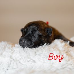 Red - Black brindle male Dutch Shepherd puppy in Auburn, Georgia from Faberge Hollandse Herdershond