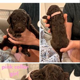 Poodle Puppies from Cassie Enlow