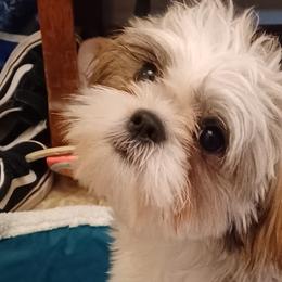 Shih Tzus from Home Brew Shih Tzu