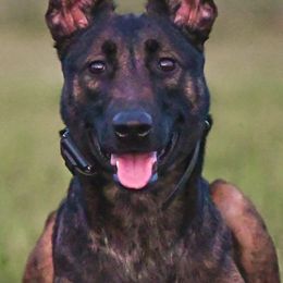 Siren - Dutch Shepherd