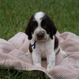 Dark Blue Collar - Liver and white male English Springer Spaniel puppy in Loris, South Carolina from Palmetto Springer Spaniels