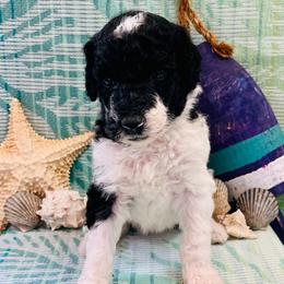 Marina - Parti female Poodle puppy in Harpers Ferry, West Virginia from Oso Perfect Poodles and Doodles