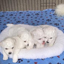 Bichon Frise puppies from Almaza Bichons