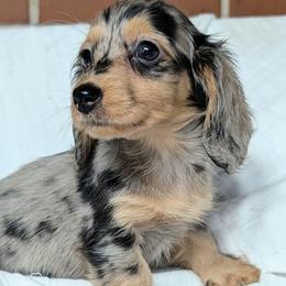Minnie - Dapple female Dachshund puppy in Unadilla, Georgia from Hamsley's Puppy Palace