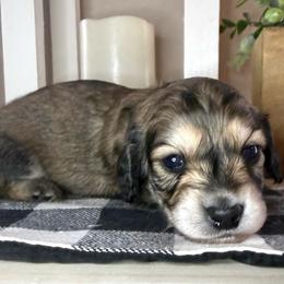 Red collar male - Cream male Dachshund puppy in Wylie, Texas from Karas Royal Dachshunds