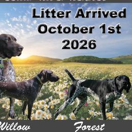 Girl 3 - Black female German Shorthaired Pointer puppy in Chetek, Wisconsin from Susan's German Shorthaired Pointers