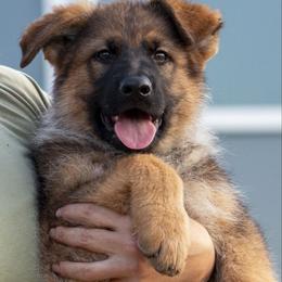 German Shepherd Puppies from vom Gannett