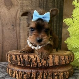 Luca - Liver male Yorkshire Terrier puppy in Howe, Oklahoma from Ray Holder