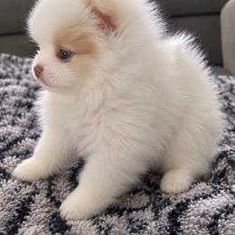 Armani - White male Pomeranian puppy in Grand Prairie, Texas from D’ Pomlovers