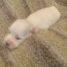 Coton de Tulear Puppies from Catawba Cotons