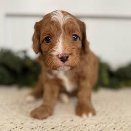Woody - Red male Cavapoo puppy in Kankakee, Illinois from Apricot Roots Doodles