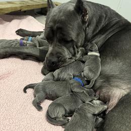Cane Corso Puppies from Hazel’s House of Cane Corso