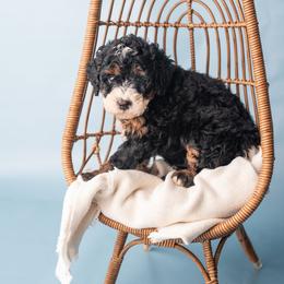 Nellie - Tri-color female Bernedoodle puppy in Lititz, Pennsylvania from Sleepy Hollow Acres