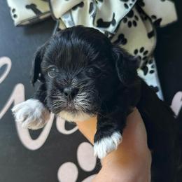 Black Female - Black and white female Shihpoo puppy in Asheboro, North Carolina from Southern Bred Pups