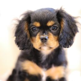"Black & Tan" Cavalier King Charles Spaniel Puppies from West Coast Cavaliers