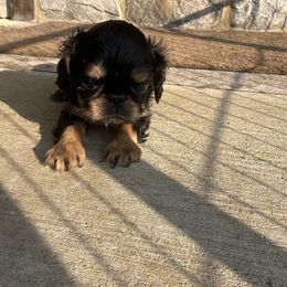Timothy - Black and tan male English Toy Spaniel puppy in Pennsylvania from Enchanting Charlies