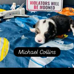 Girl 2 - Black and white female American Corgi puppy in Cocoa, Florida from Cascadian Space Coast Corgis LLC
