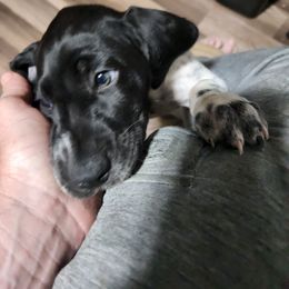 Gracie may - Black and white female German Shorthaired Pointer puppy in Troy, North Carolina from Uwharrie GSP