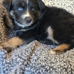Girl 1 - Black tri-color female Australian Shepherd puppy in New Tazewell, Tennessee from D&D Australian Shepherds