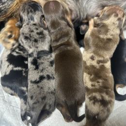 Dachshund puppies from Lazzy Z Dachshunds