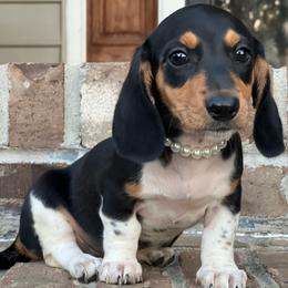 Pepper - Piebald female Dachshund puppy in Choccolocco, Alabama from Ace’s Doxies