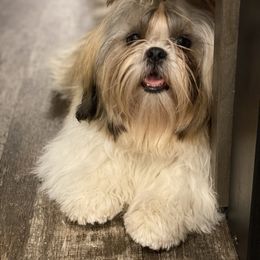 Shih Tzu Puppies from Willow Lane Shih Tzus