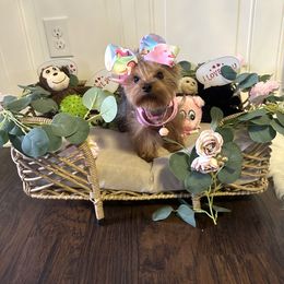 Yorkshire Terrier Puppies from Yorkshire Terriers