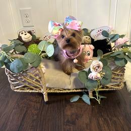 Yorkshire Terrier Puppies from Yorkshire Terriers