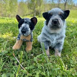 Miso - Blue female Australian Cattle Dog puppy in Olive Hill, Kentucky from Tompkins Farm