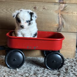 BMM - Blue merle male Toy Australian Shepherd puppy in Lexington, Nebraska from Osborne's Aussies