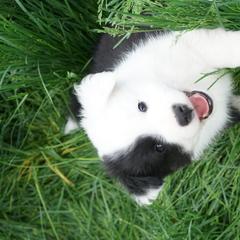 Icelandic Sheepdog Puppies from PurpleSage Icelandics