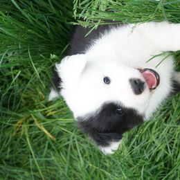 Icelandic Sheepdog Puppies from PurpleSage Icelandics