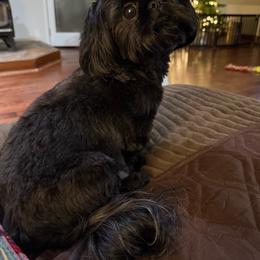 Bella - Shih Tzu