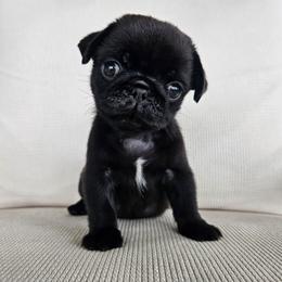Female 2 - Black female Pug puppy in Jacksonville, North Carolina from Coliseum de Cassiope