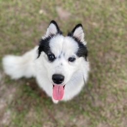 Pirate - Pomsky