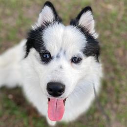 Pirate - Pomsky