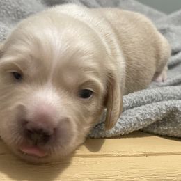 Dachshund Puppies from LovelylilDoxies