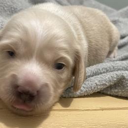 Dachshund Puppies from LovelylilDoxies