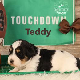 Teddy - Black and white male Bernedoodle puppy in Heyworth, Illinois from Cobble Creek Puppies