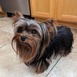 KODY - Yorkshire Terrier