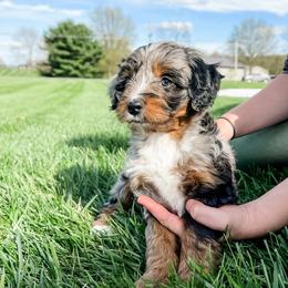 Aussiedoodle and Bernedoodle Puppies from Steindoodles