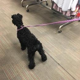 Kerry Blue Terrier Puppies from Hotlick’s Kerry Blue Terriers