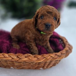 Green Collar - Red  male Goldendoodle puppy in Archbold, Ohio from Wurster's Mini Wee Doodles