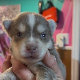 Coolio - Tri-color male Pomsky puppy in Spring Hill, Florida from PDQ Pomskies