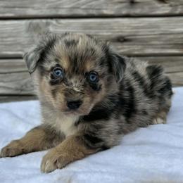 Boy 4 - male Australian Shepherd puppy in Sunbright, Tennessee from Laudrick Aussies