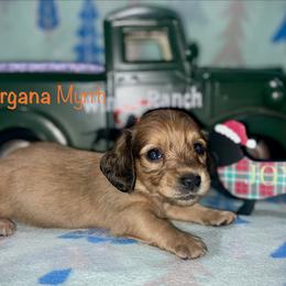 Morgana Myrrh - Cream female Dachshund puppy in Cadillac, Michigan from Winzig Ranch